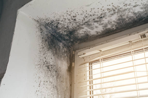 Affordable Mold Removal solutions in Woodsboro, TX