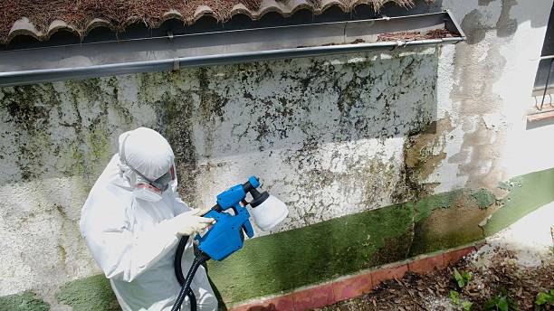 Top rated local Mold Removal specialists in Woodsboro, TX